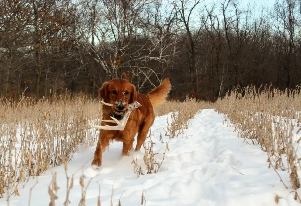 photo of dog with shed antler