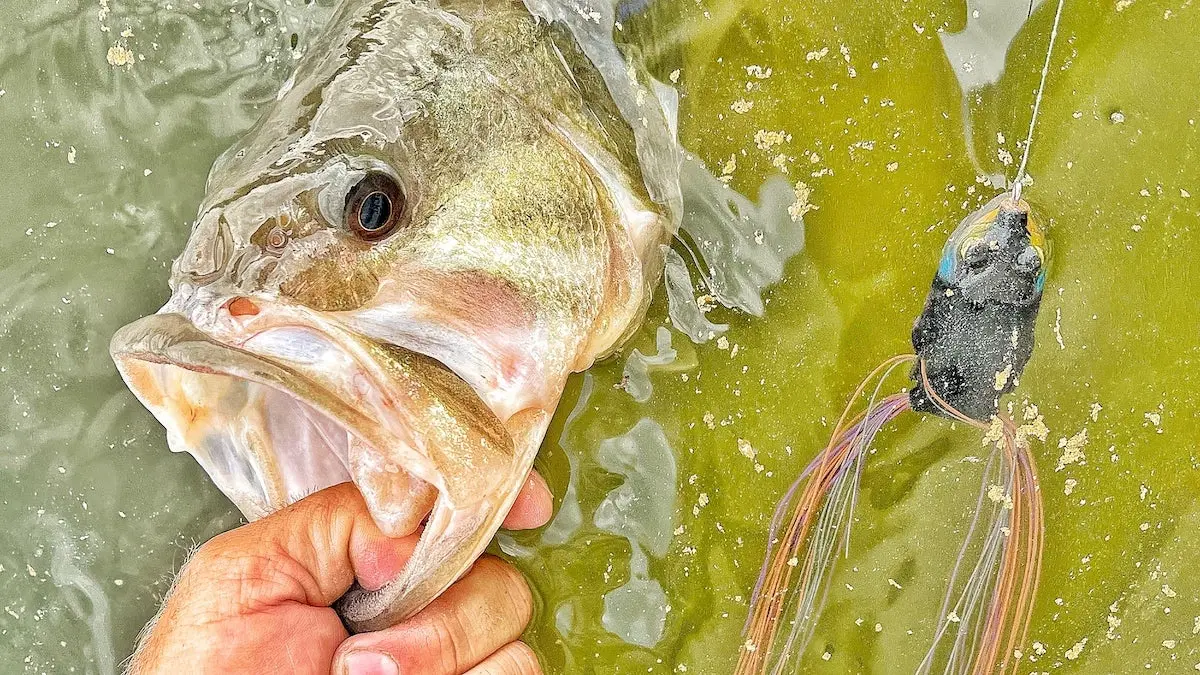 photo of a bass caught on a frog lure