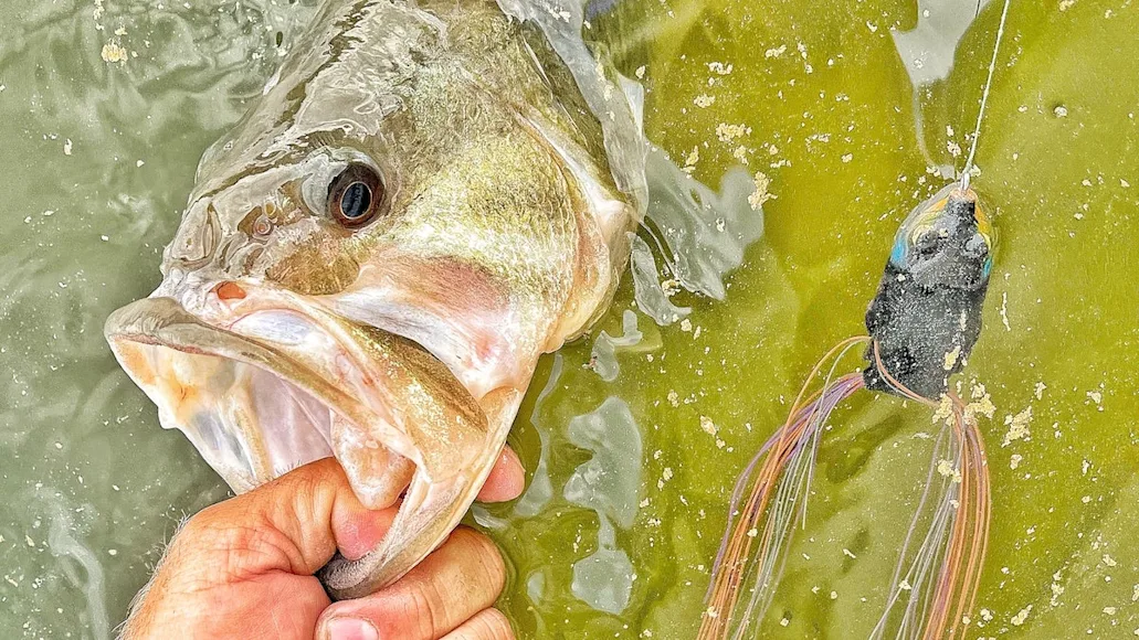 photo of a bass caught on a frog lure