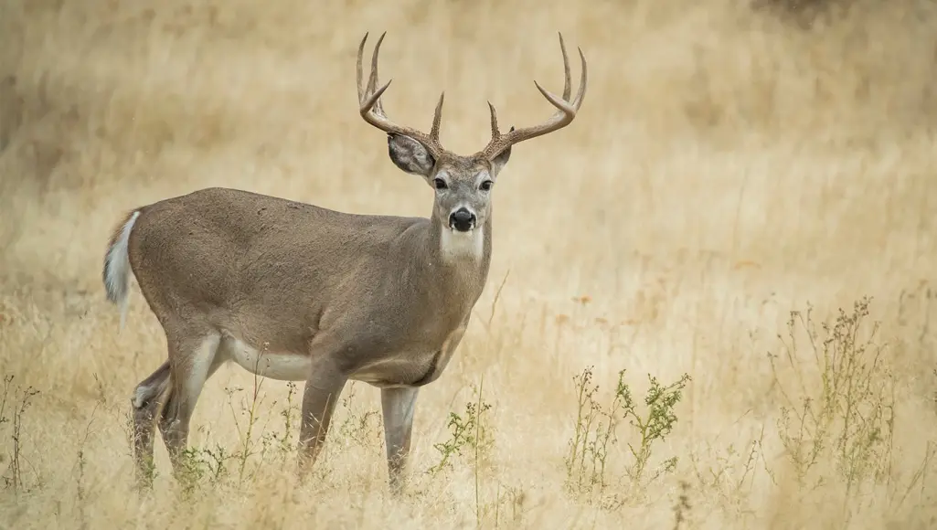 photo showing how to age a deer on the hoof