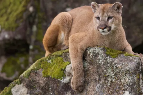 A lone mountain lion lies on a boulder. 