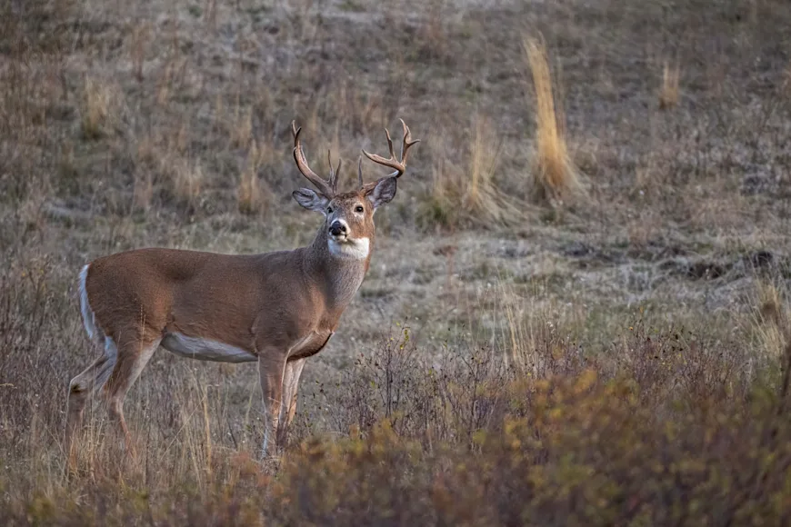 Photo of an older whitetail buck to illustrate how long deer live.