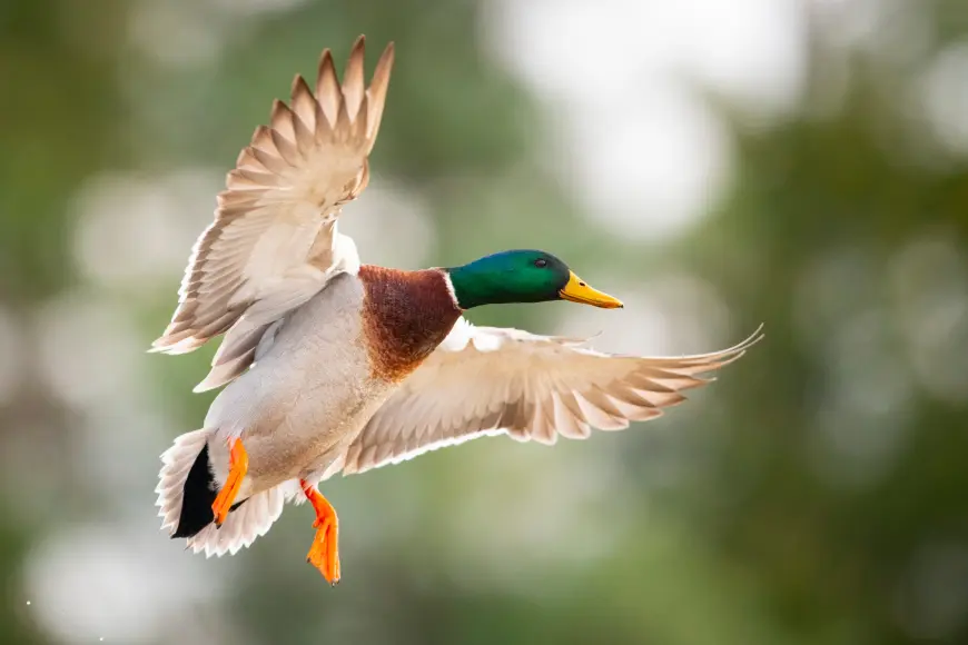 A drake mallard backlit by the rising sun prepares for landing with a mottled green and white background