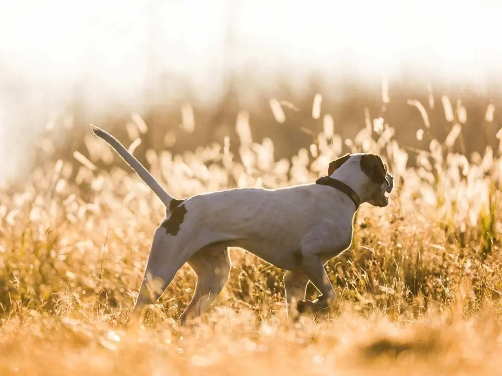 a pointer hunting dog in a hay field. these are great grouse hunting dogs if you know how to handle them