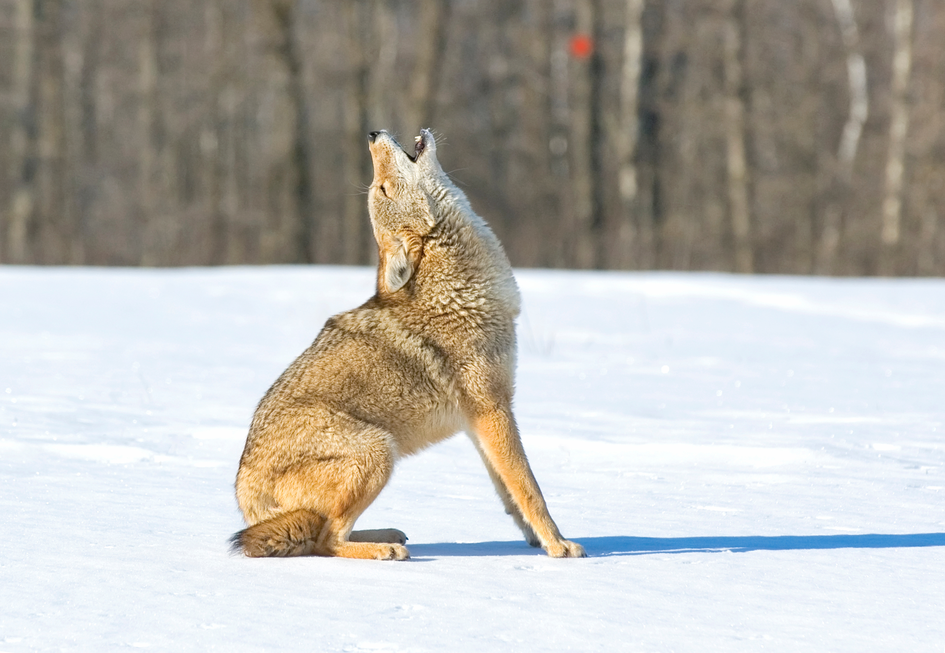 A coyote howling in a snowy field. 