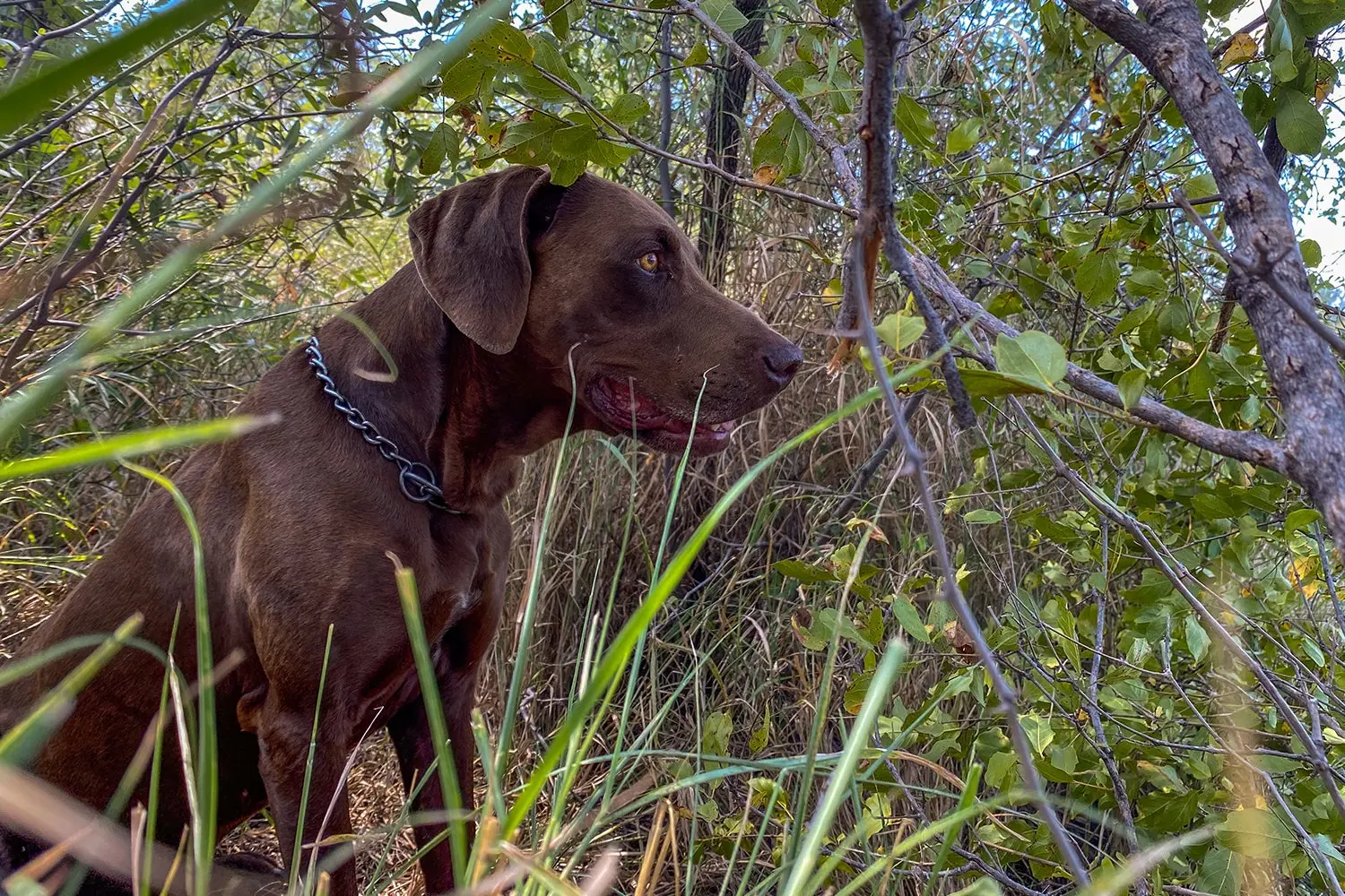 dog sits in brush