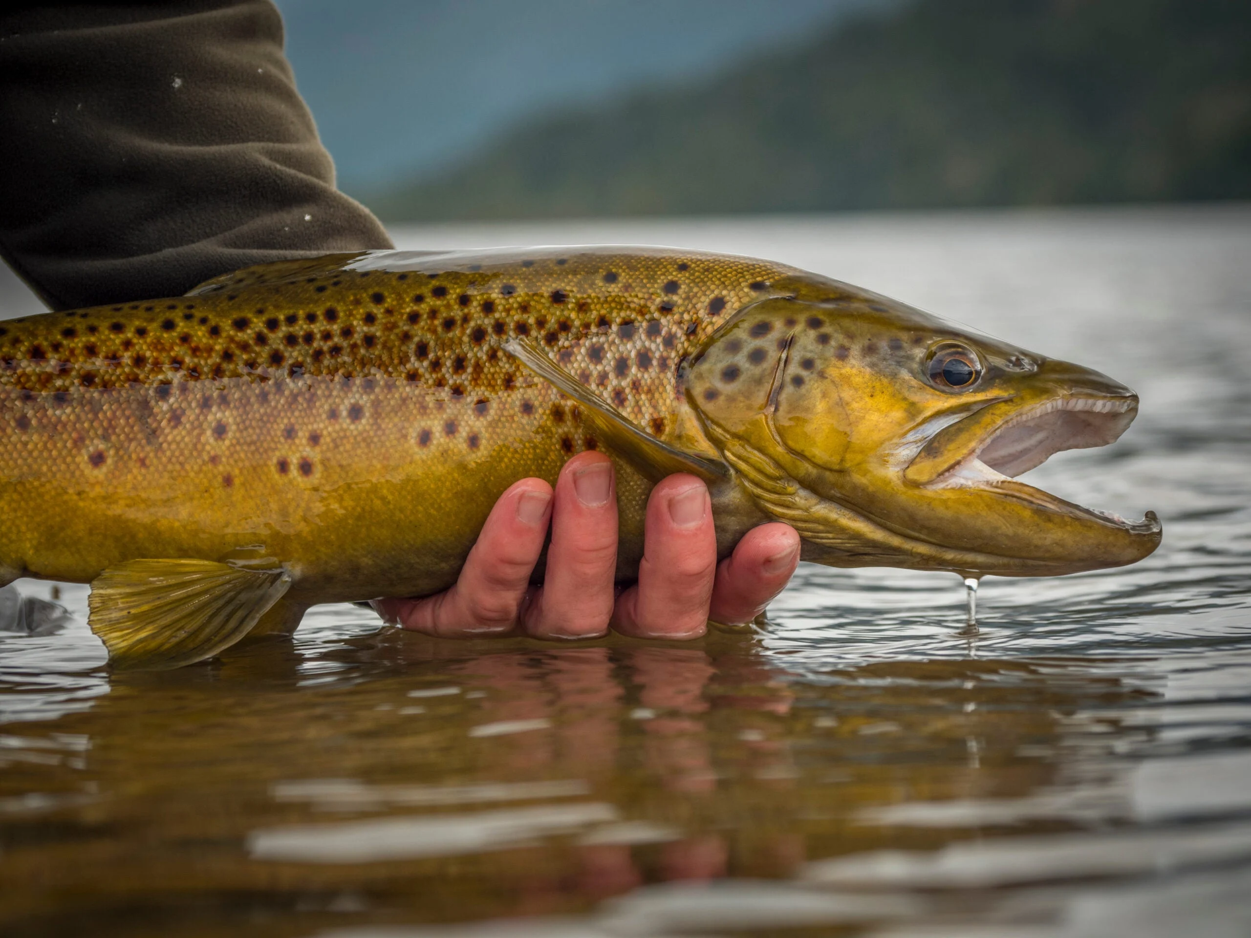 Photo of a big brown trout caught in the White River in Arkansas.