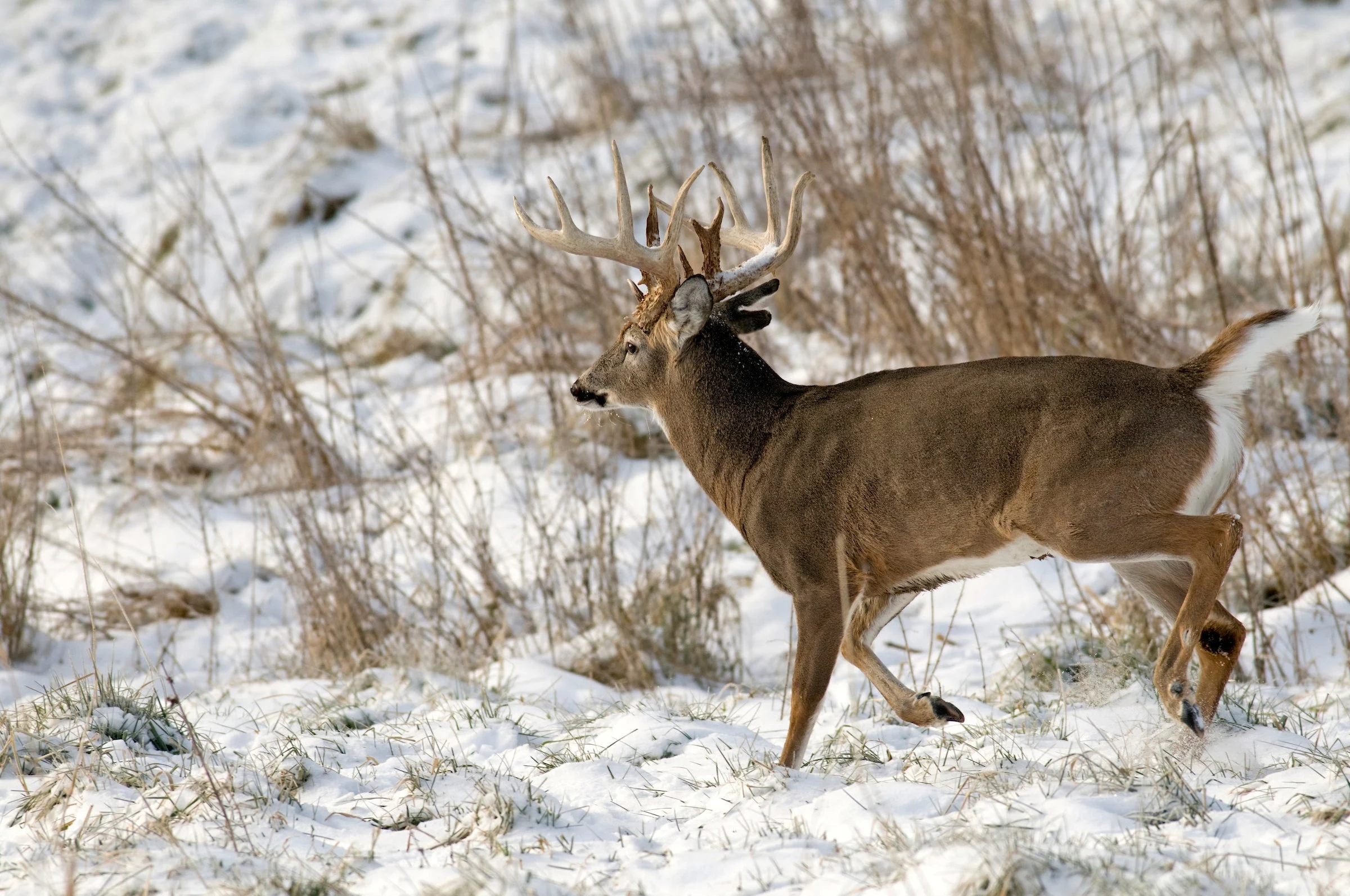 photo of whitetail buck