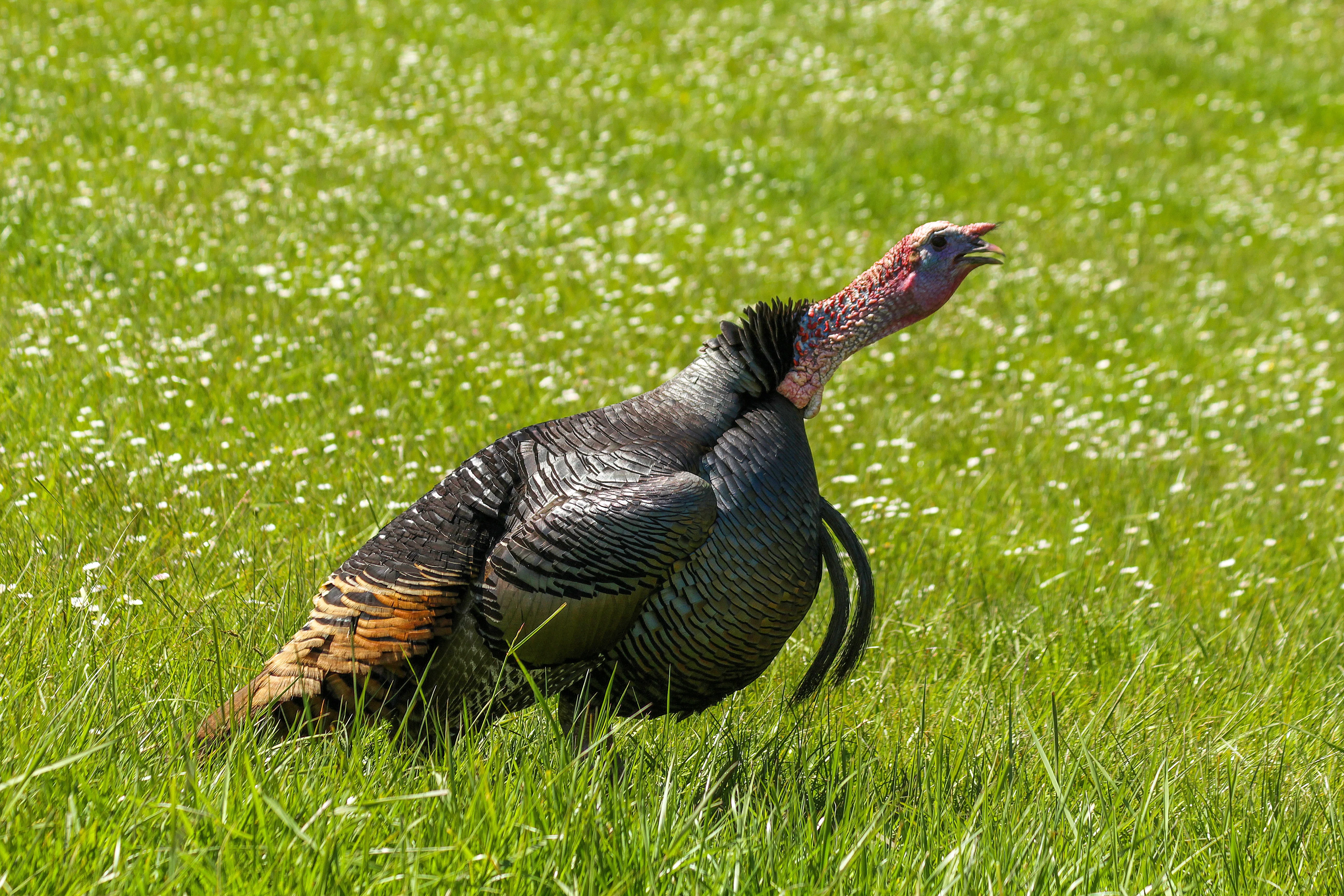 A turkey gobbling in a field