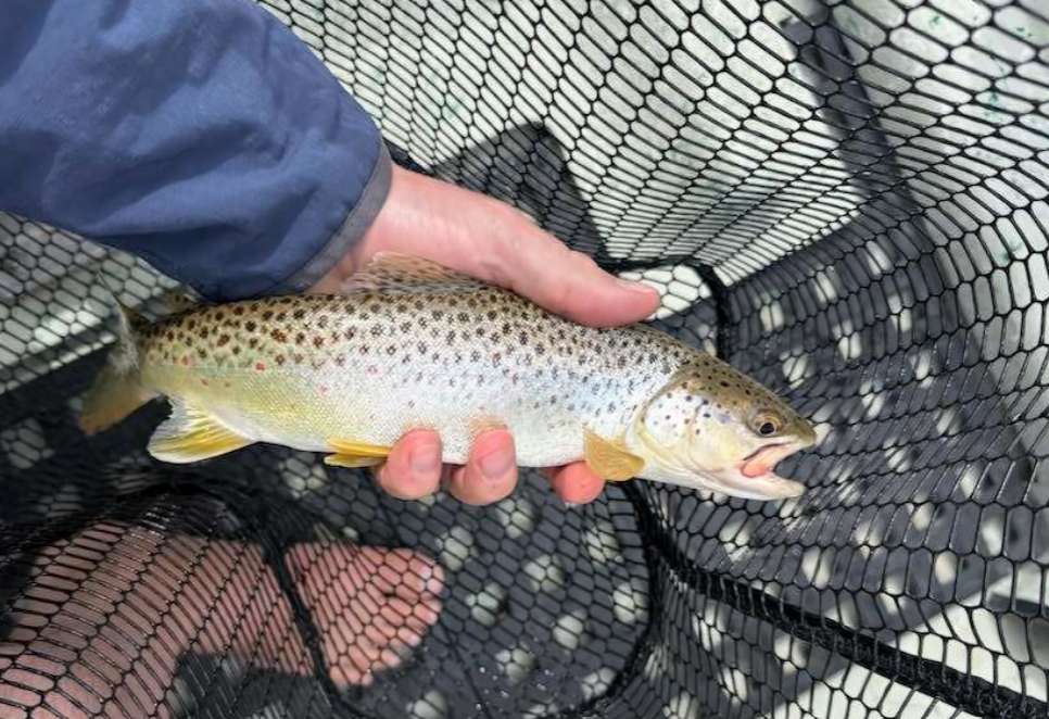 A brown trout in a net. 