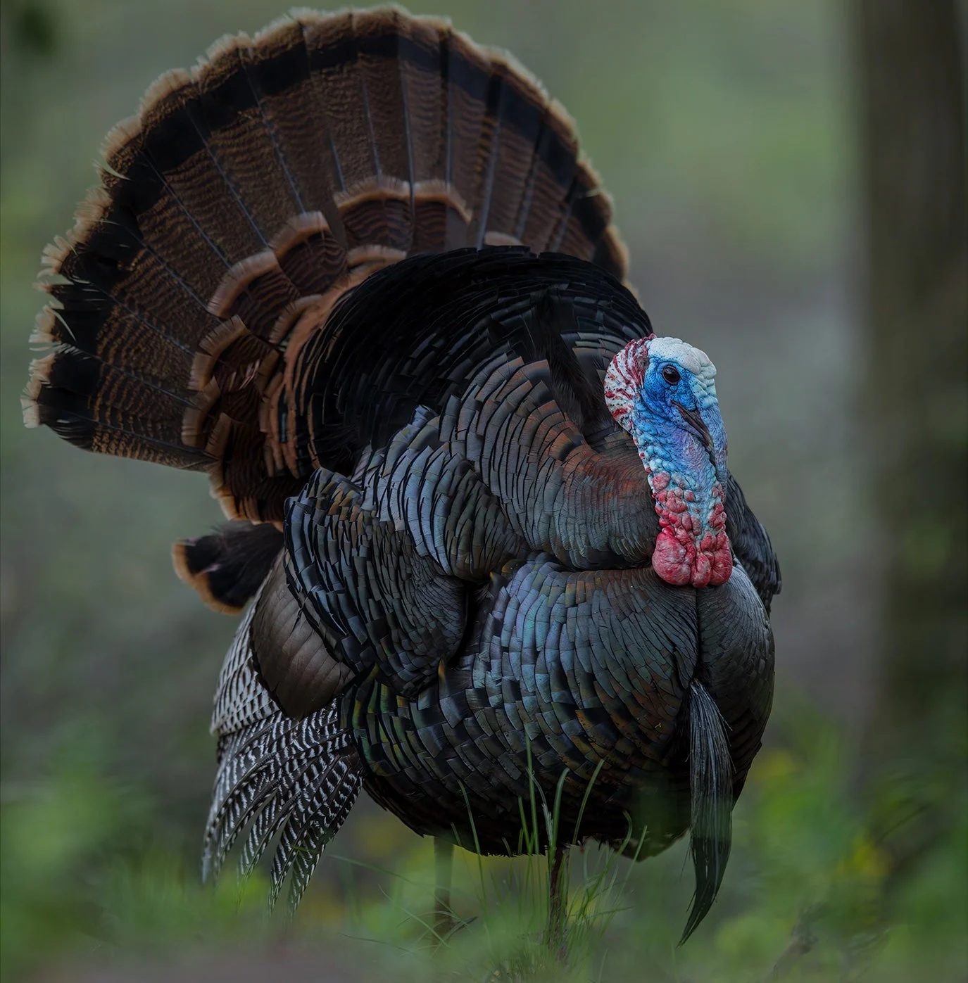 photo of wild turkey