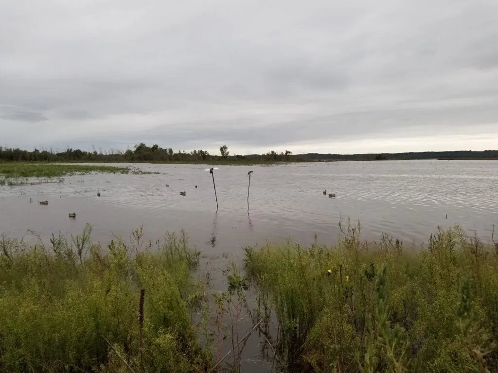 Duck hunting decoy spread for bluewing teal.