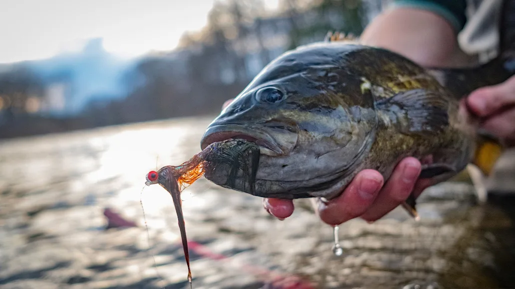 Smallmouth bass with fly in mouth