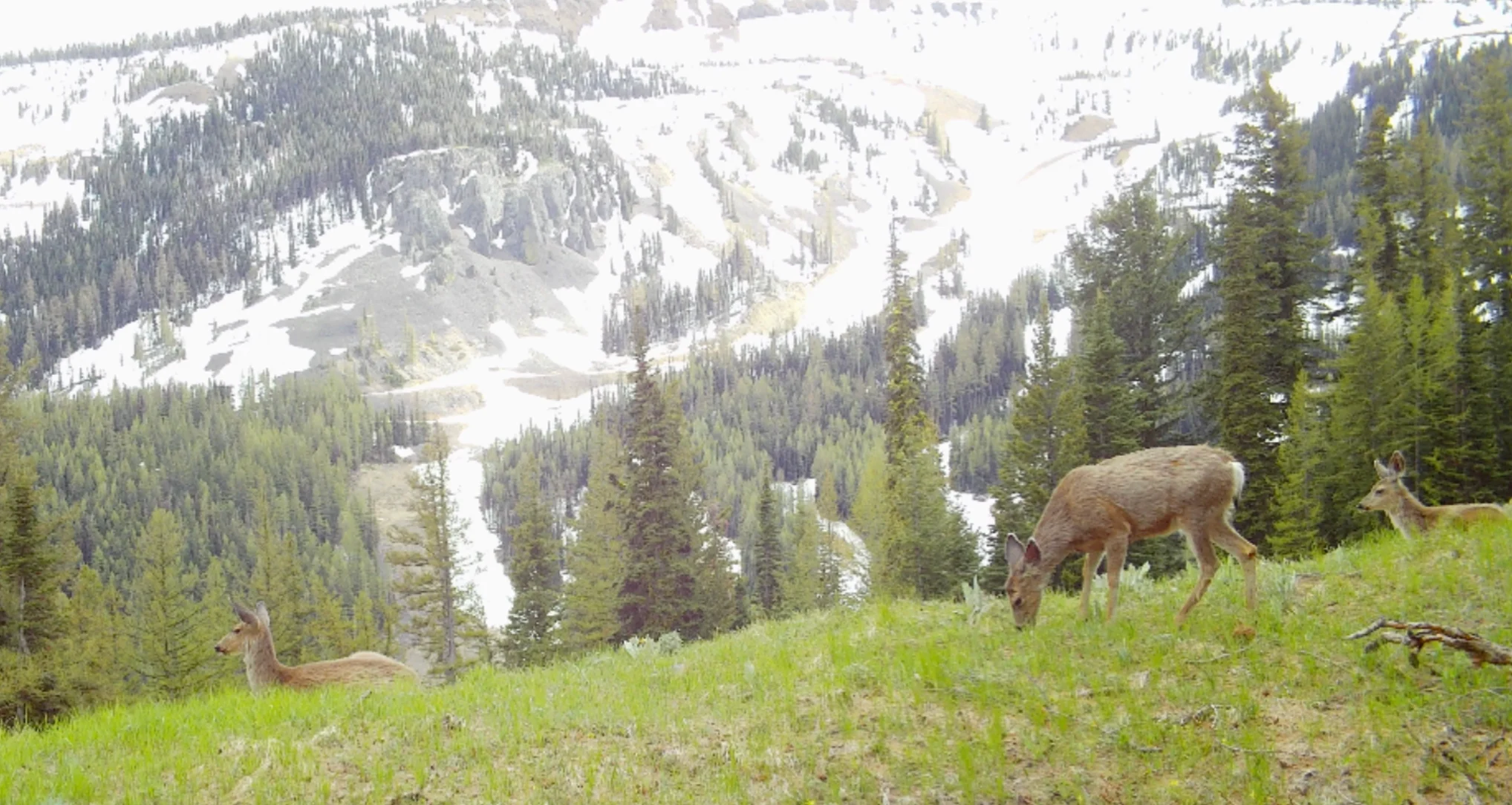 A trail camera photo of mule deer in Mission Ridge basin in Washington State.