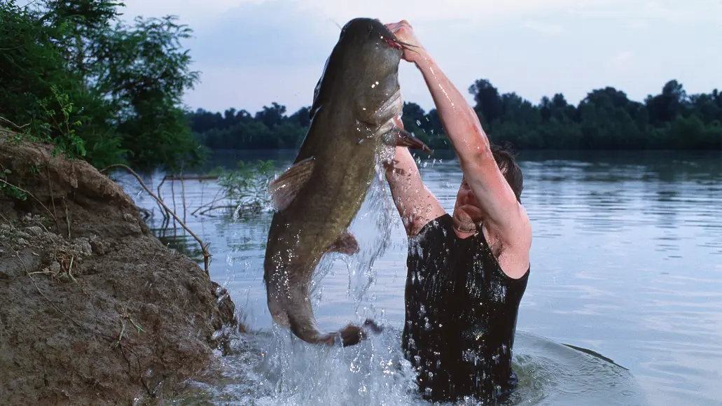 photo of catfish noodling