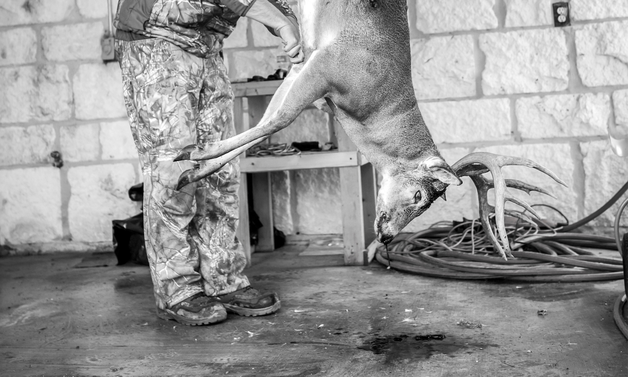 A hunter begins to skin a deer hanging from a meat pole.