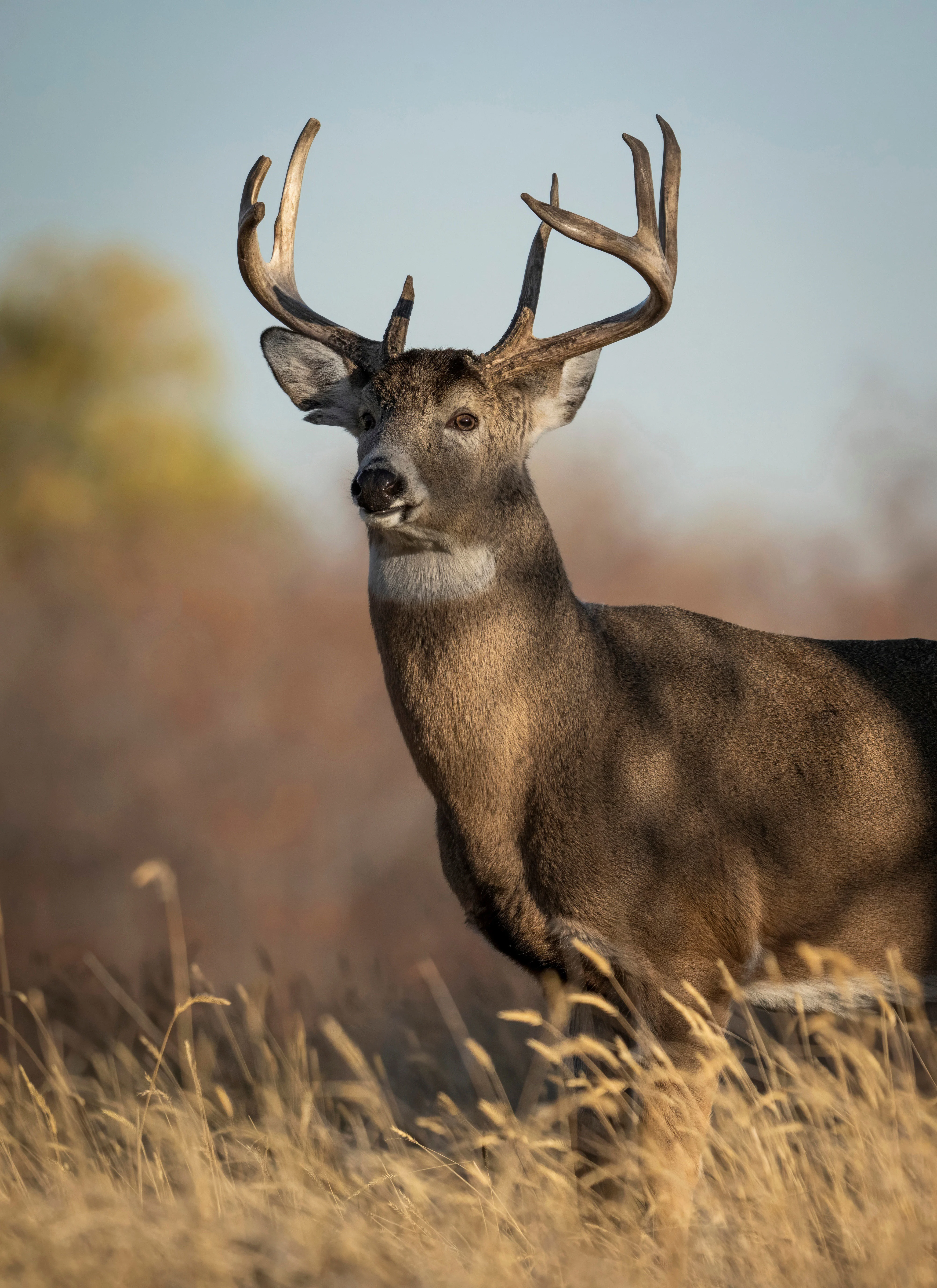 A head-on shot of a big whitetail buck. 