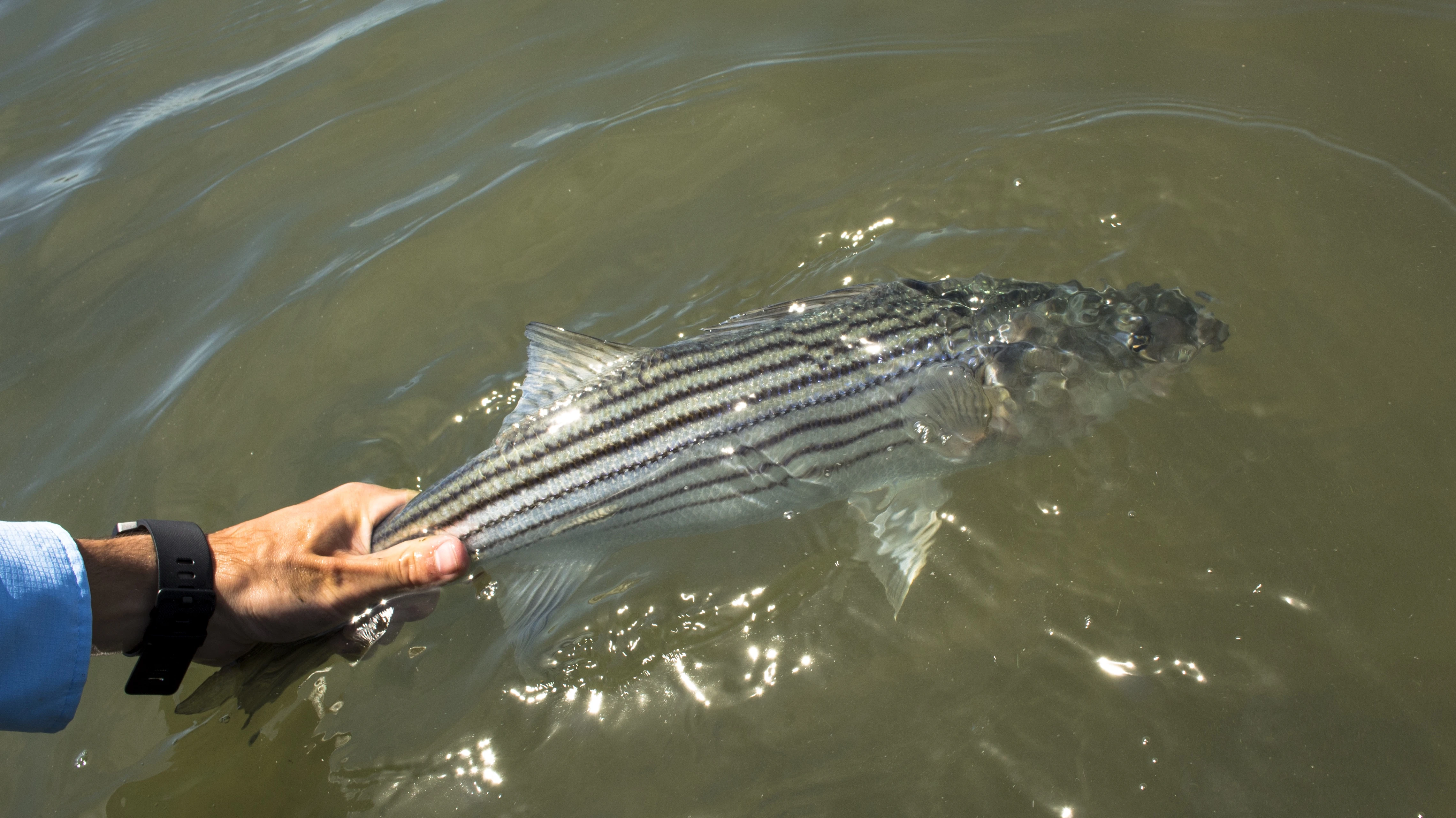 A striped bass being released