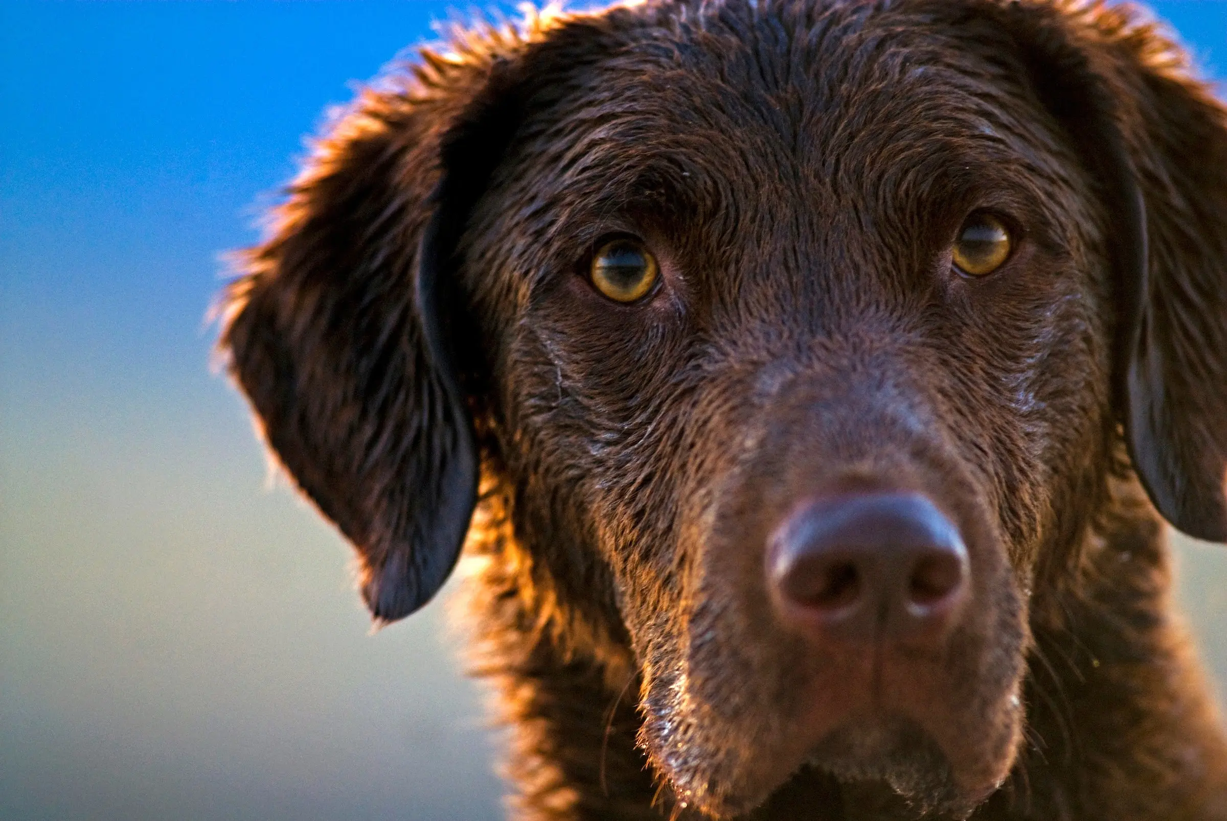 Chesapeake bay retriever on a duck hunt