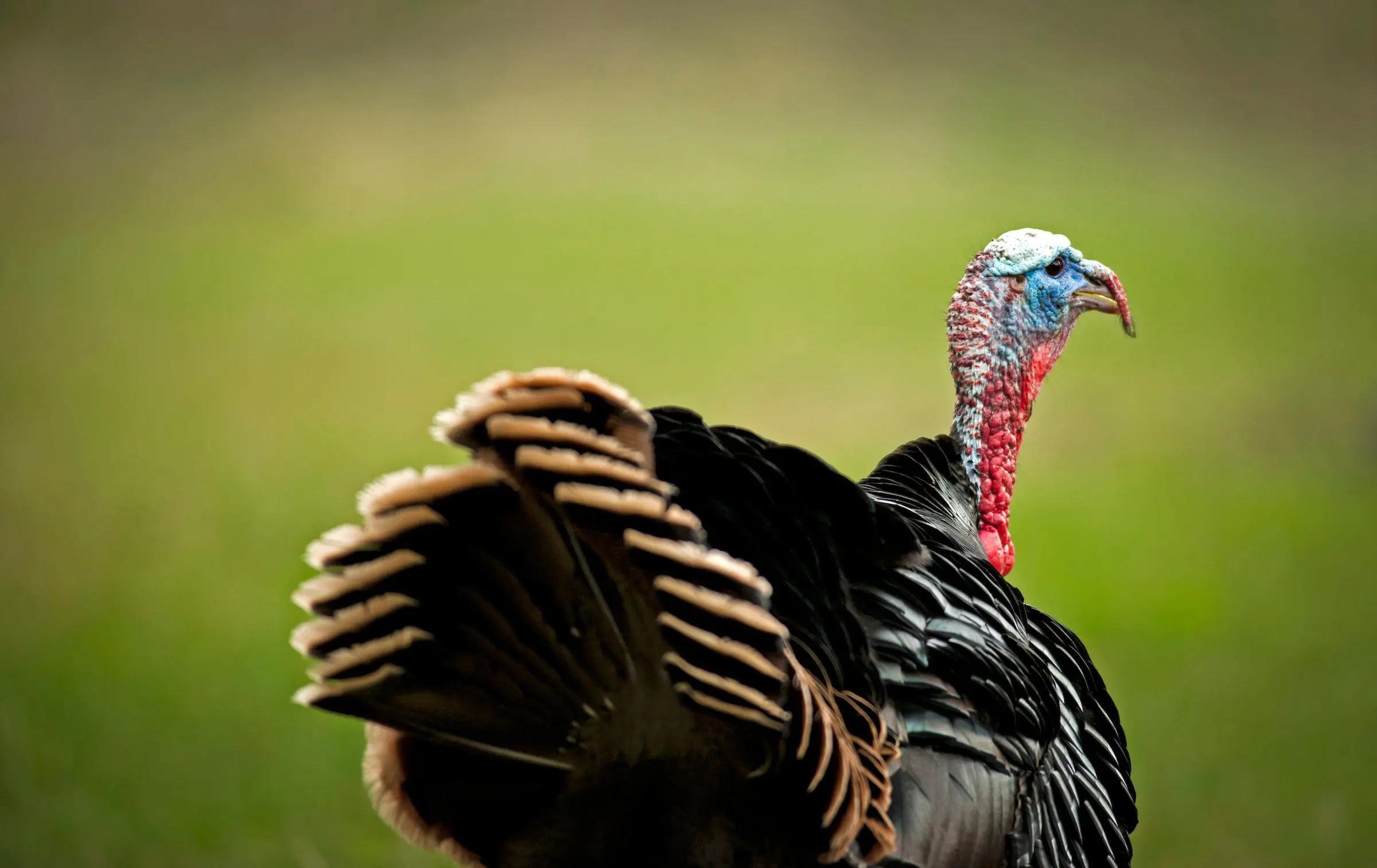 A wild turkey walking away from the camera with a green field in the background