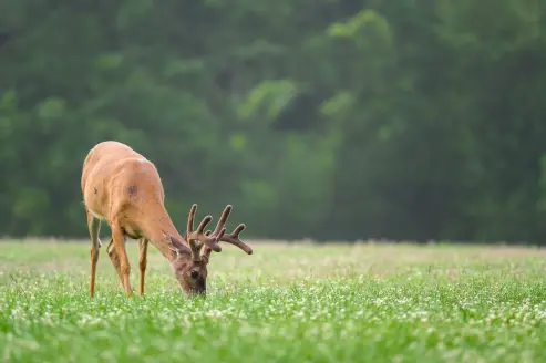 A Missouri velvet buck chows down in a field of clover.