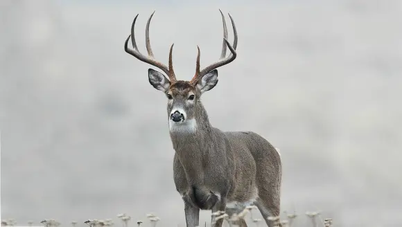 Huge 8-point buck