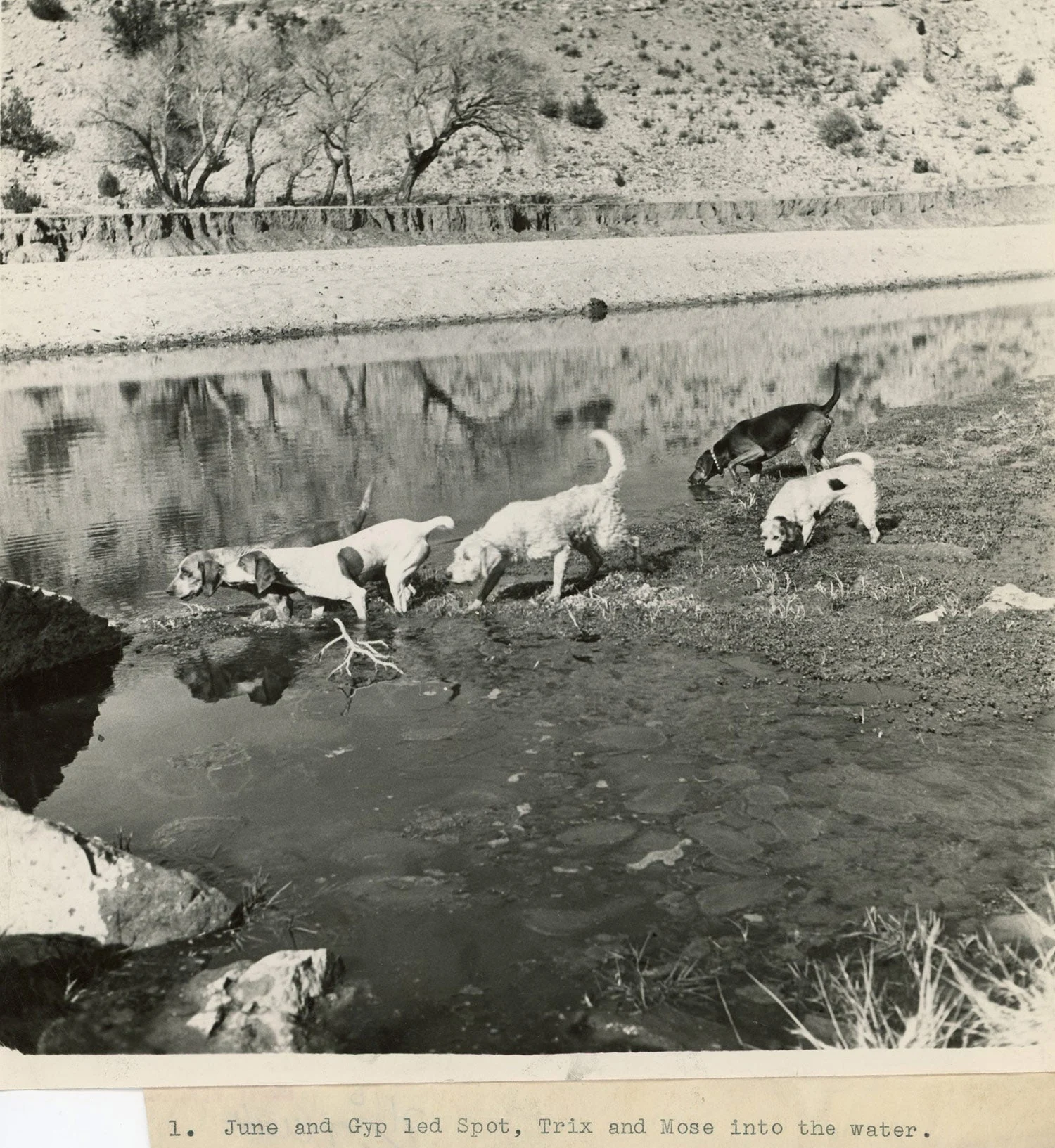 dogs walking into water