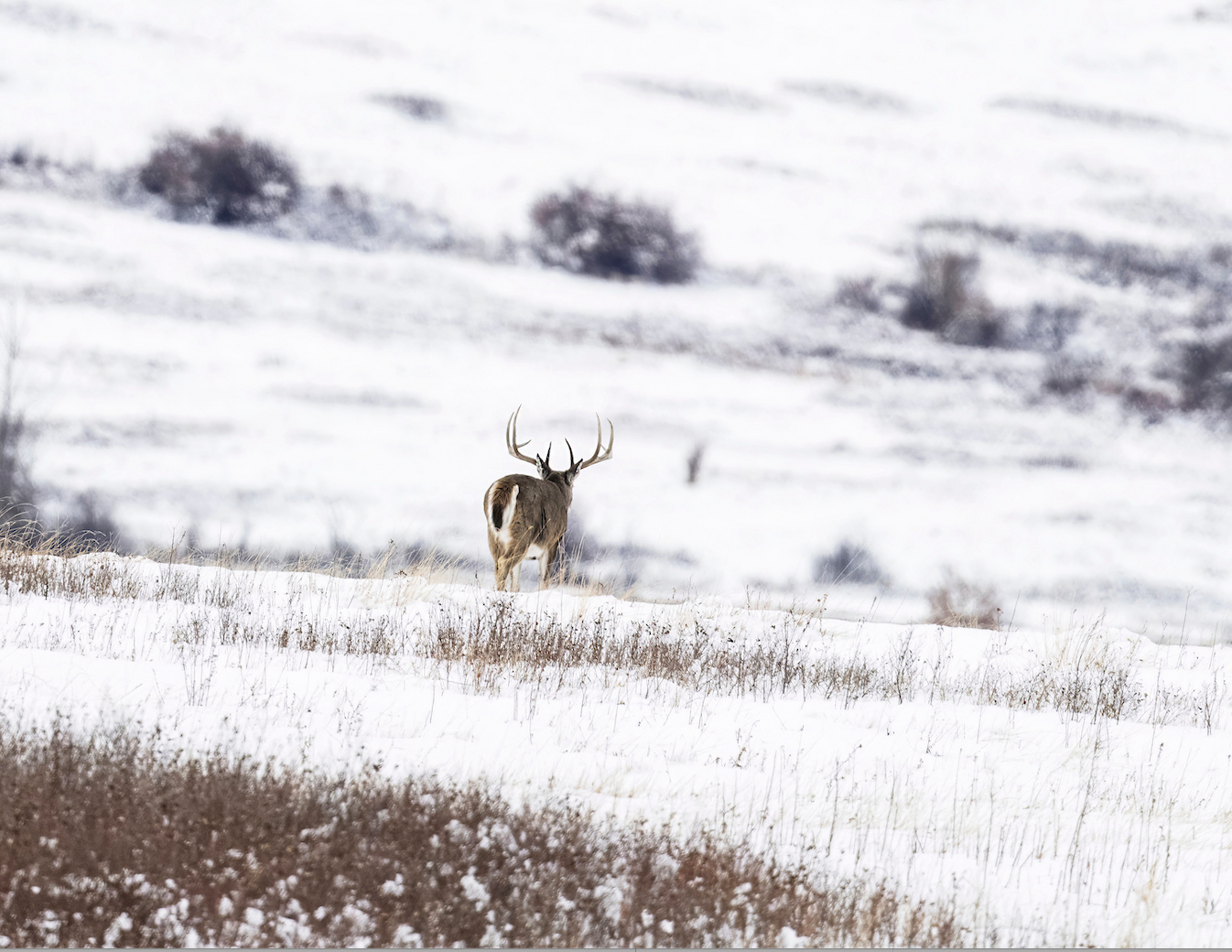 A whitetail buck walks across a snow-covered prairie.