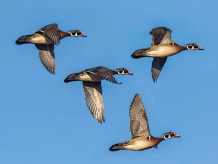 A flock of four wood ducks in flight in a blue sky.