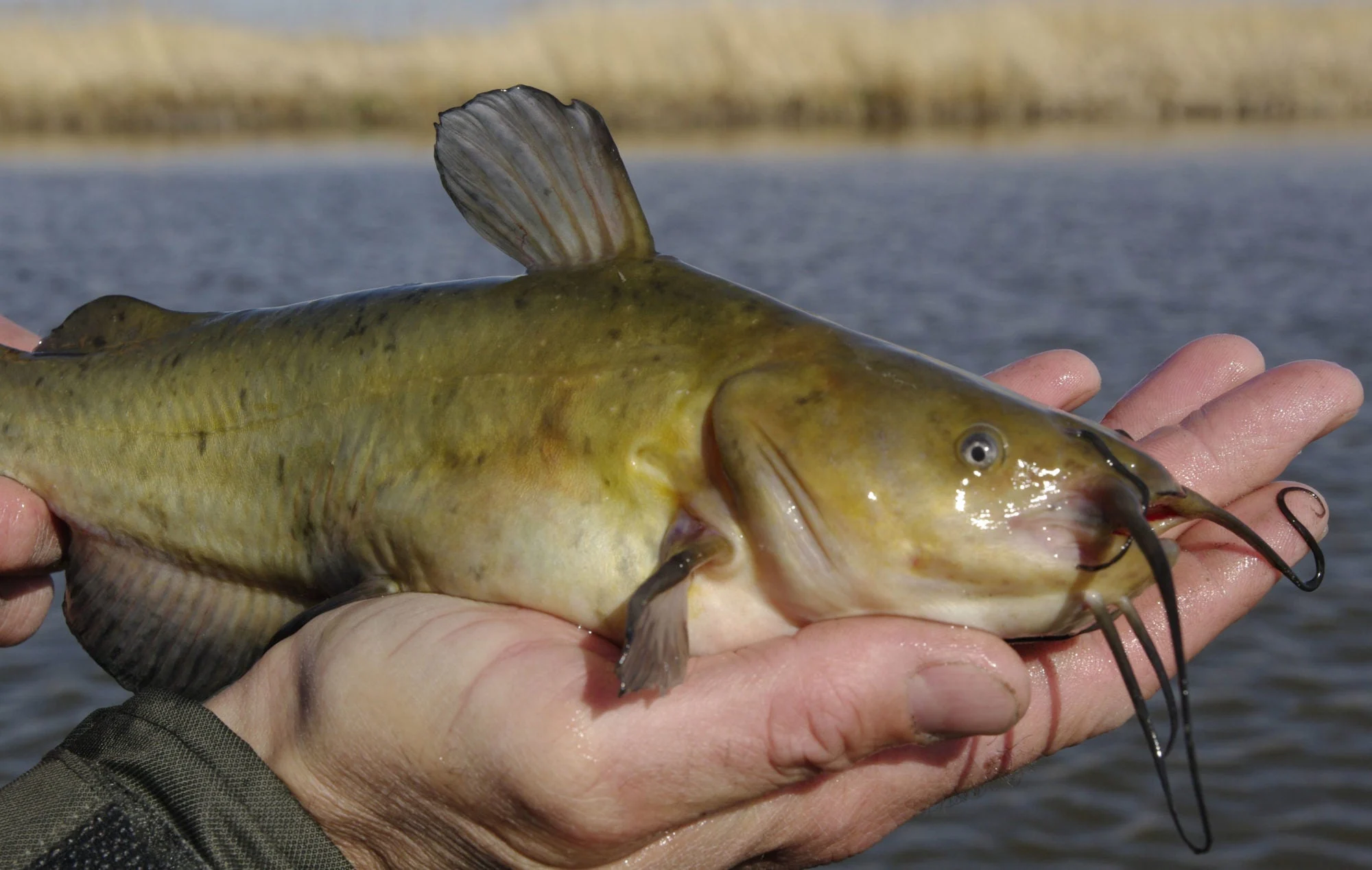 photo of a brown bullhead catfish