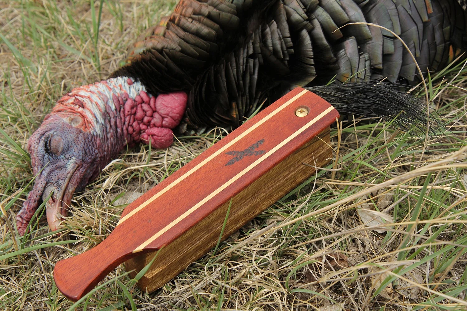 Box call with turkey