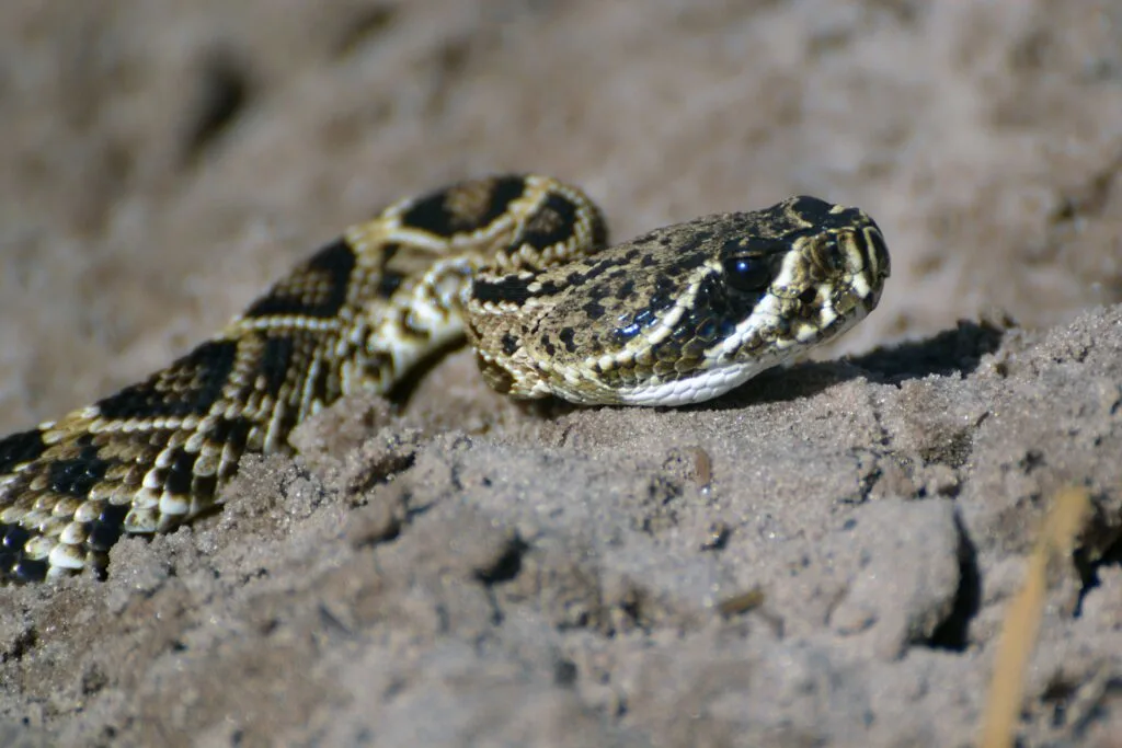 The copperhead snake is one of the most venomous snake species in the United States.