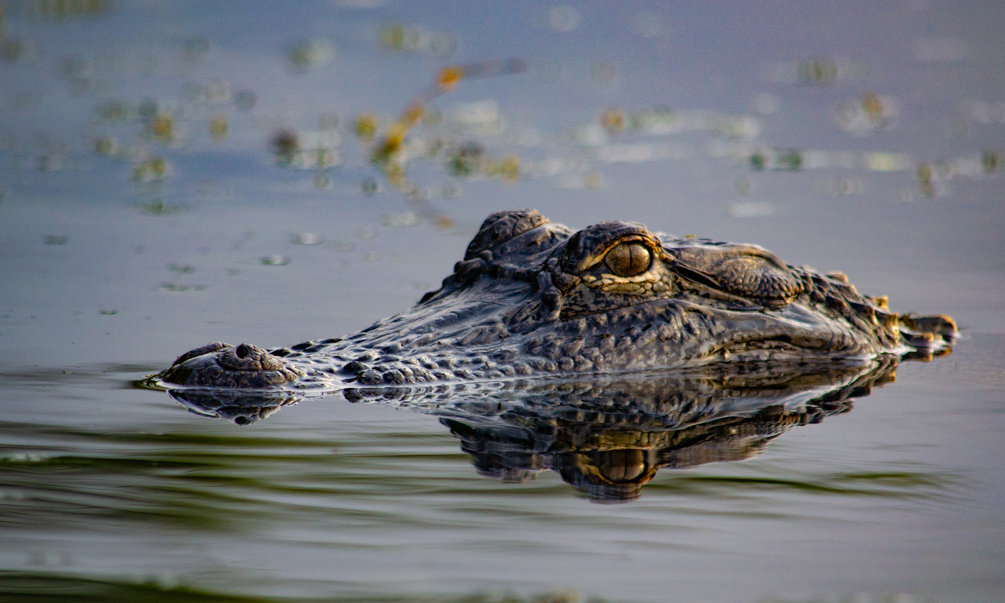 An alligator prowls a Southern swamp.
