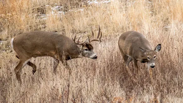 A rutting whitetail buck follows a whitetail doe through a tan grassy field