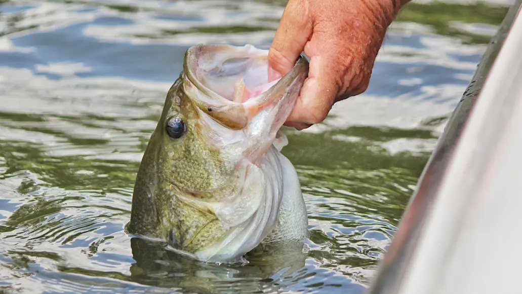 photo of a largemouth for best time to fish for bass