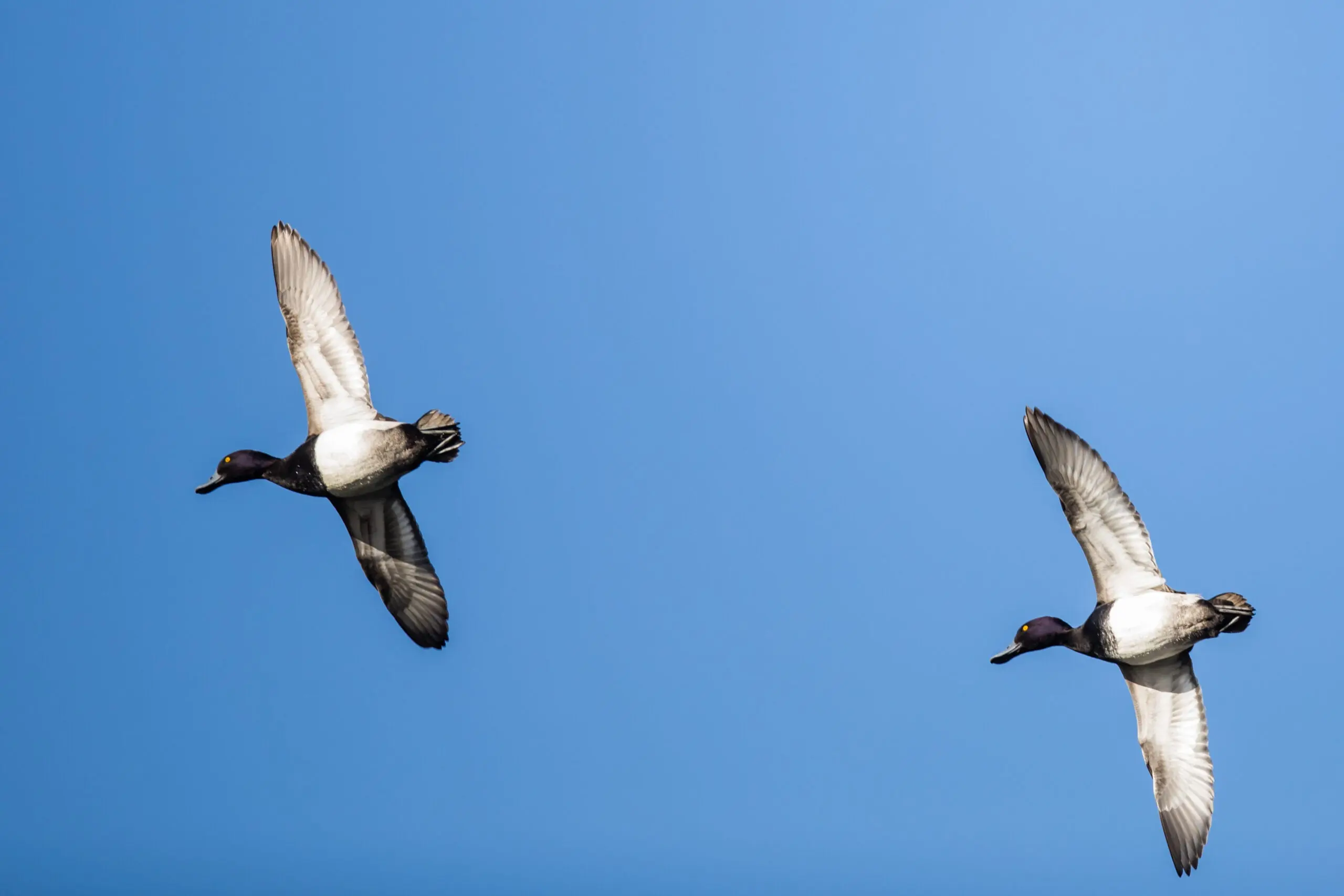 two drake bluebills flying through the air