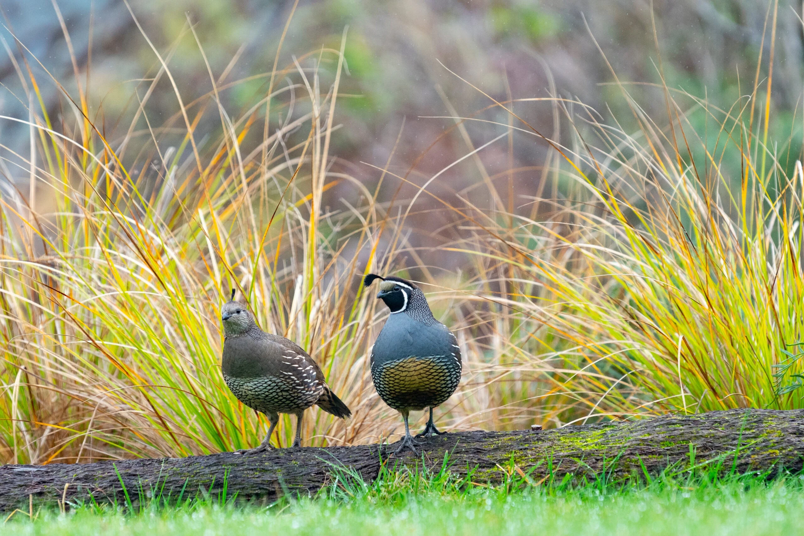 male and female California quail