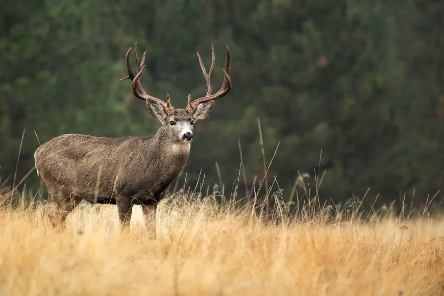 mule-deer