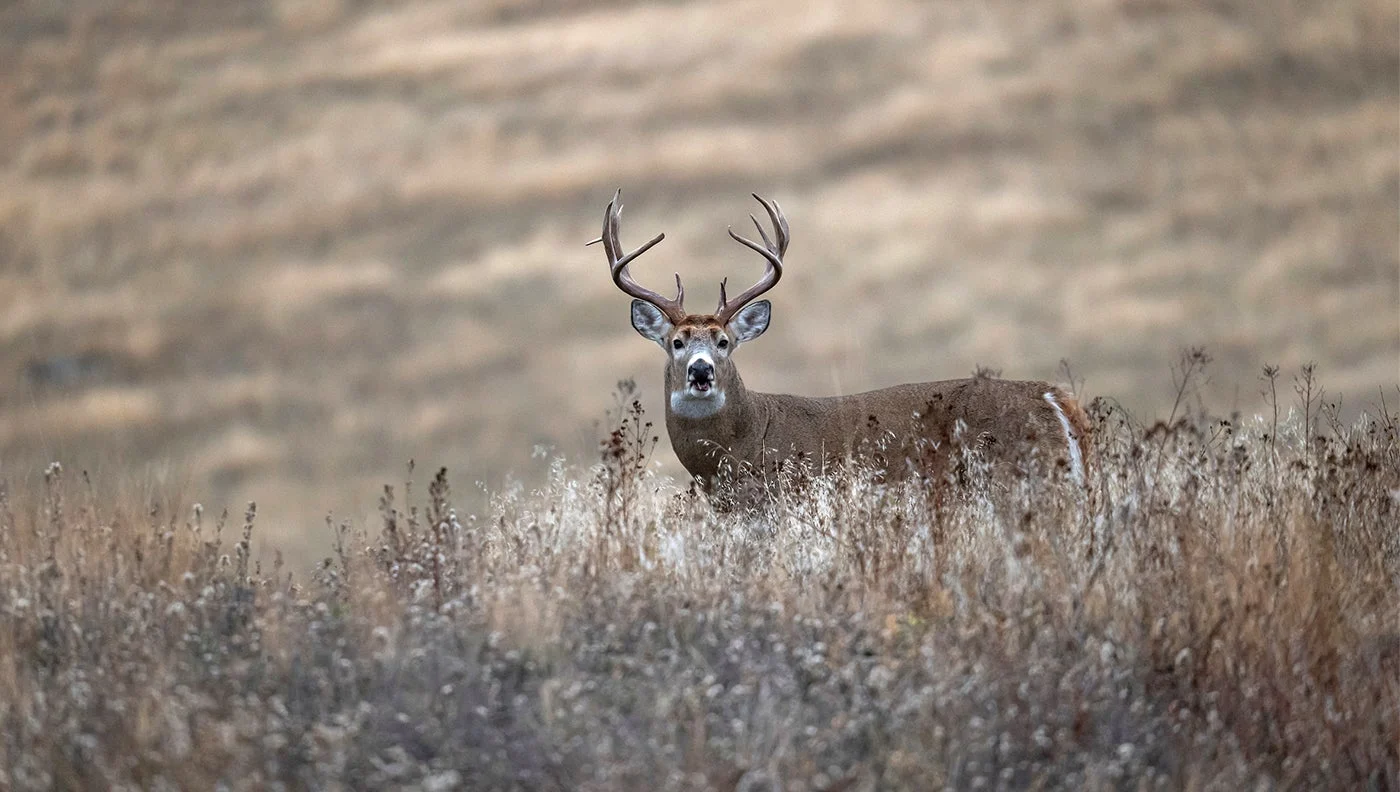 photo of whitetail buck