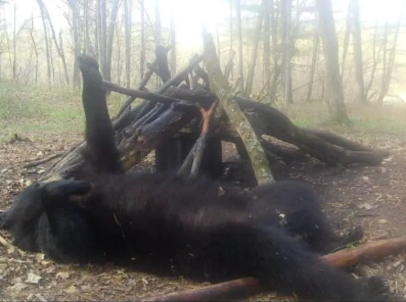 wildest trail camera photos, bear