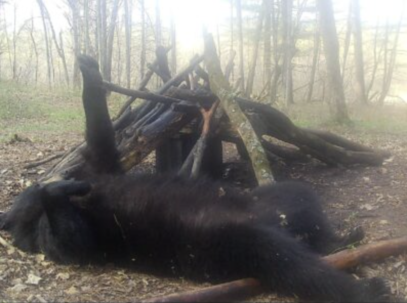 wildest trail camera photos, bear