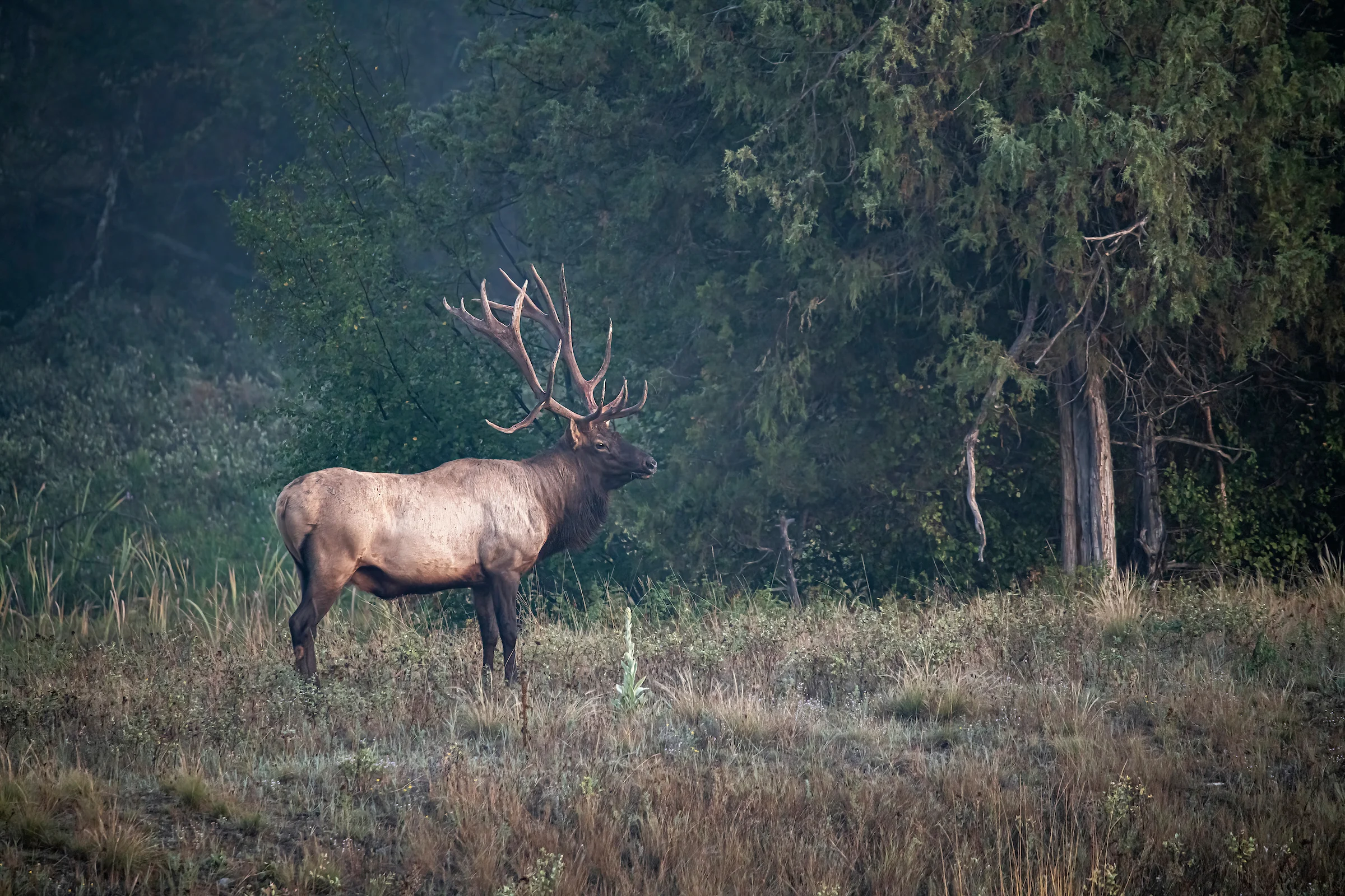 A bull elk stand in a small opening surrounded by timber. 