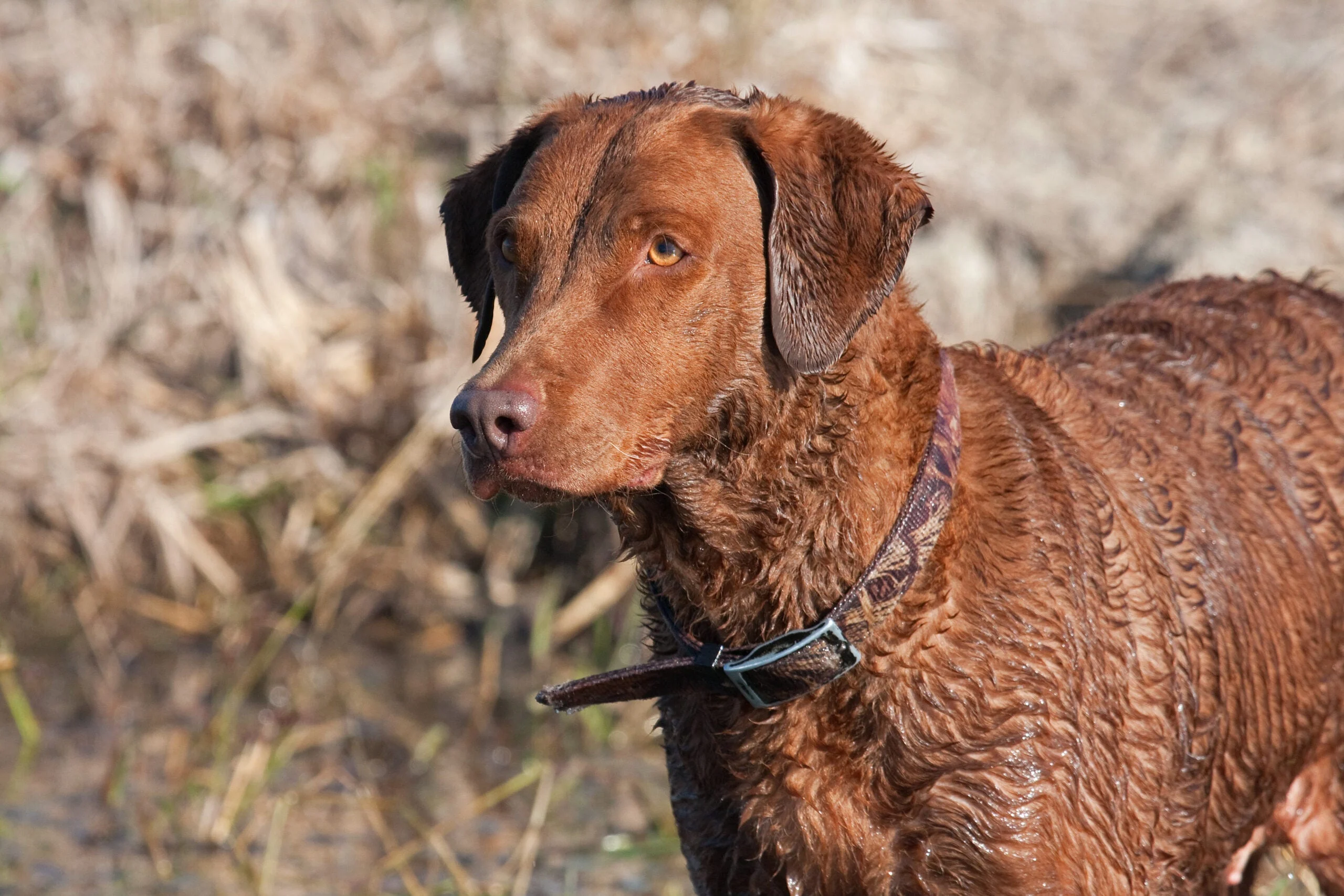 photo of a Chesapeake Bay retriever in the marsh