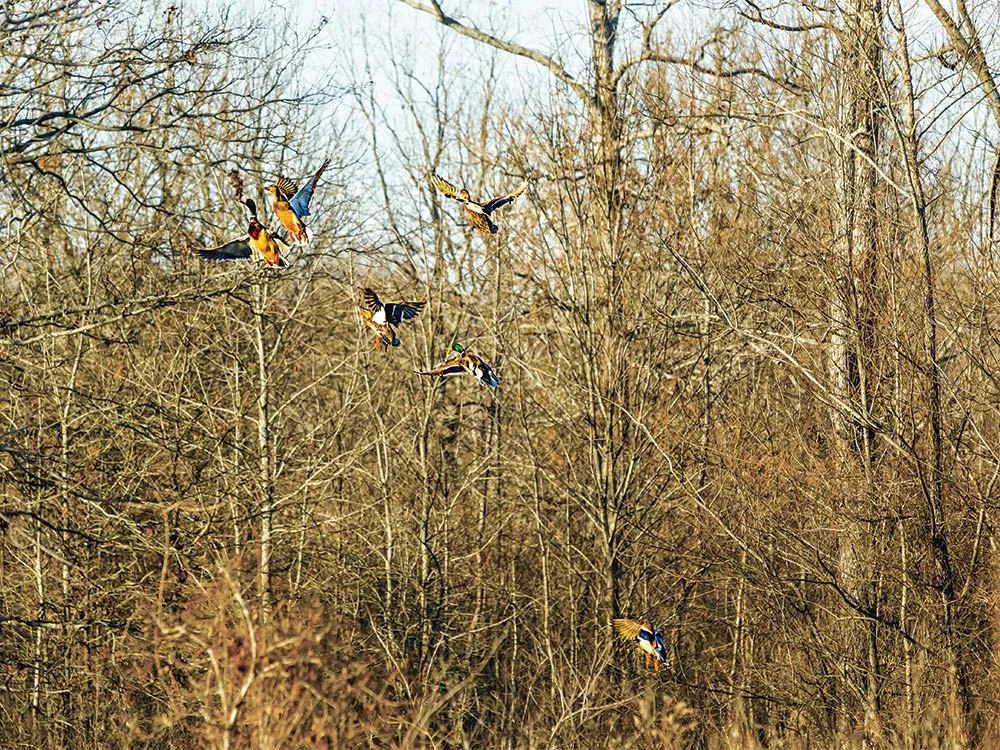 ducks taking flight