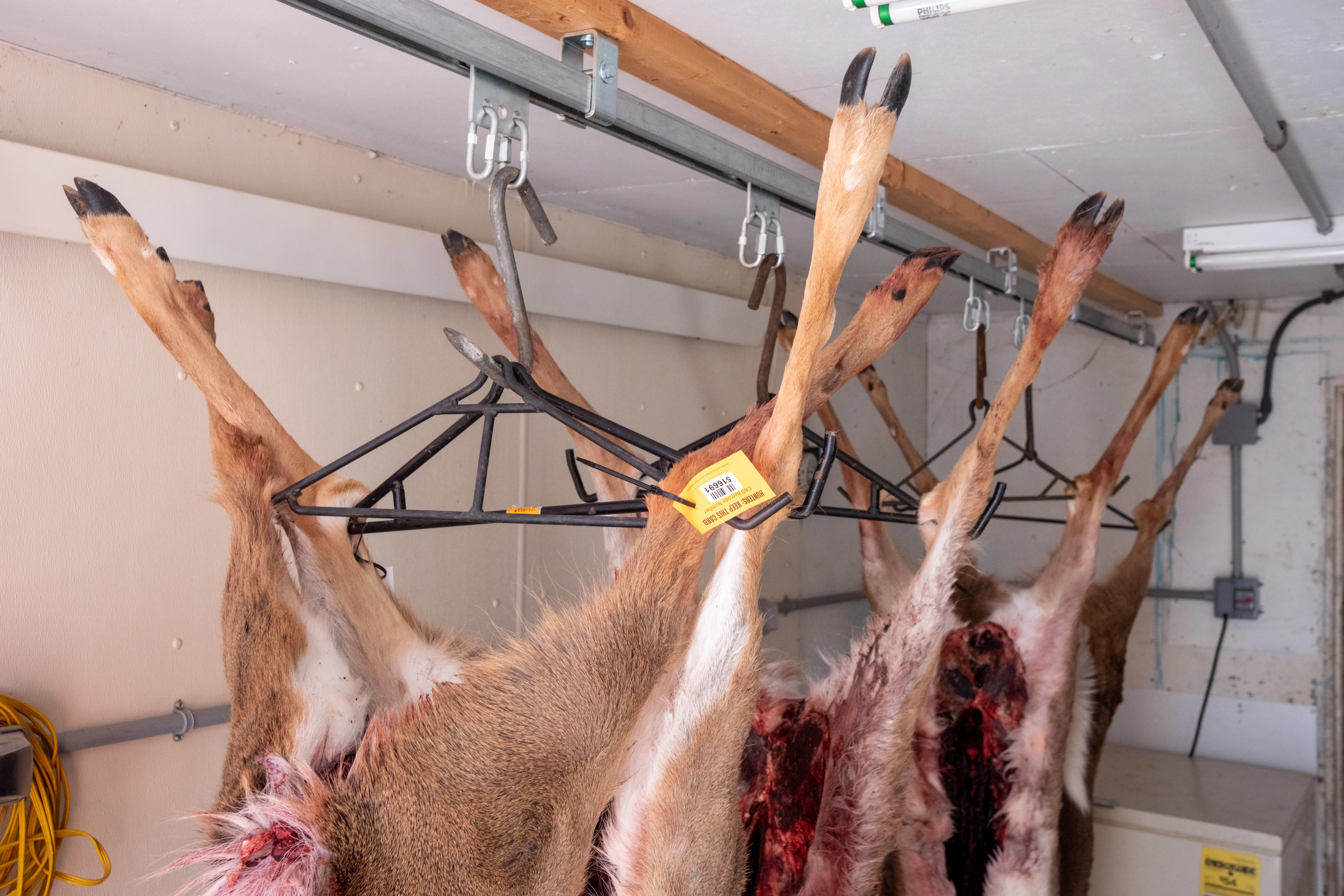 Four whitetail does ready for processing. 