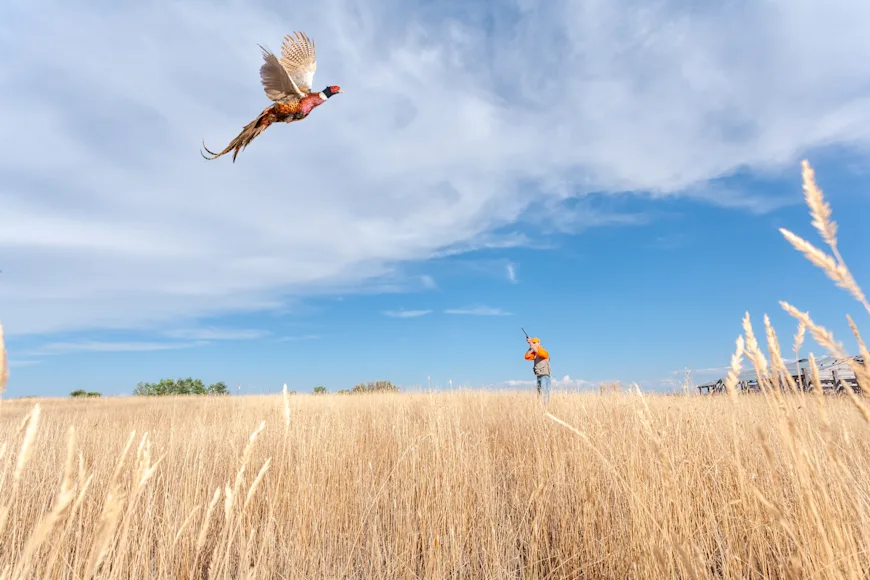 A bird hunter prepares to shoot a pheasant on the wing.