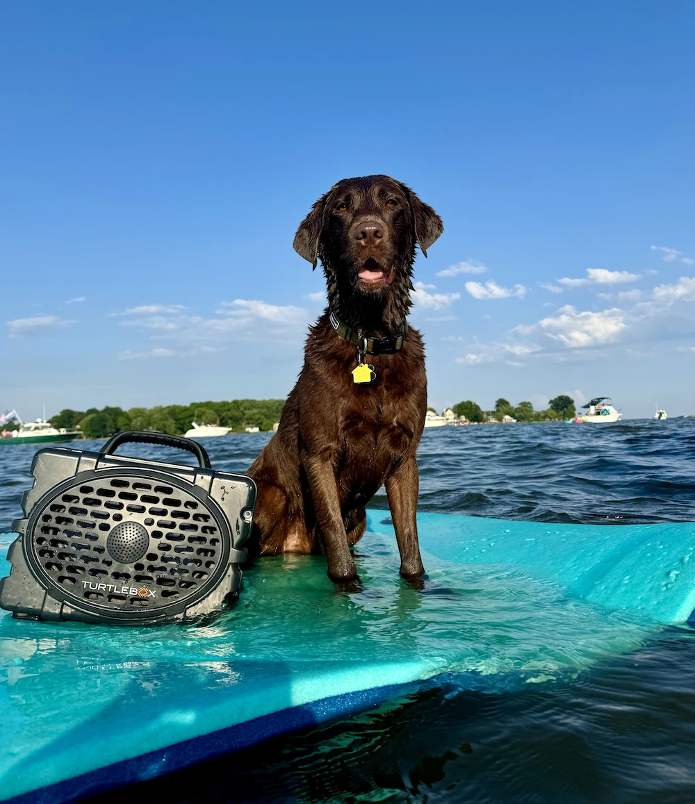 Chocolate lab sitting on float with Turtlebox Gen 2 speaker in the water