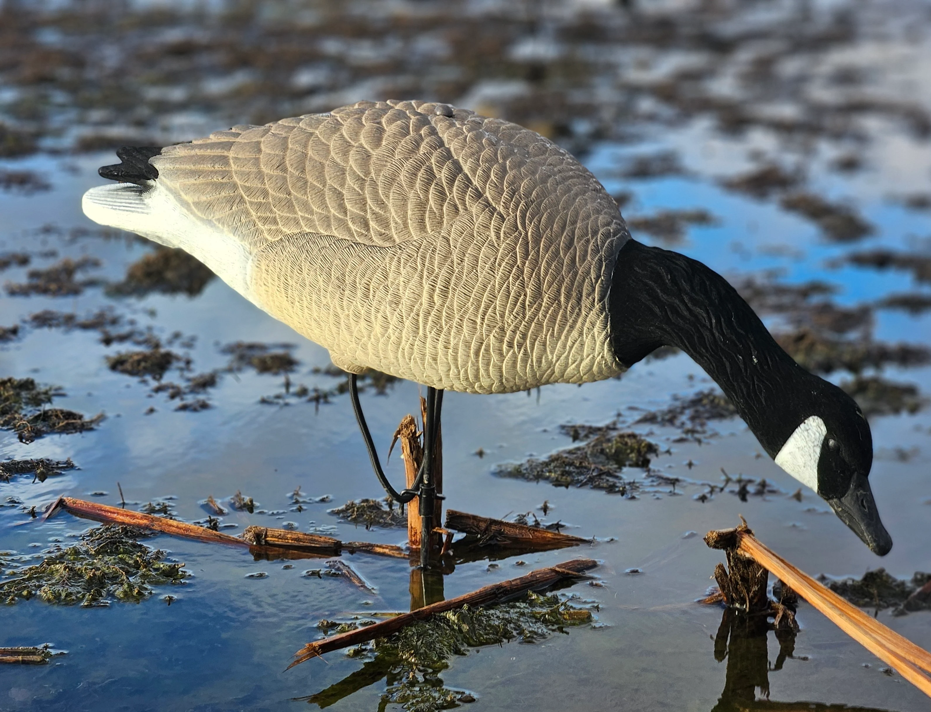 Goose decoy in shallow water