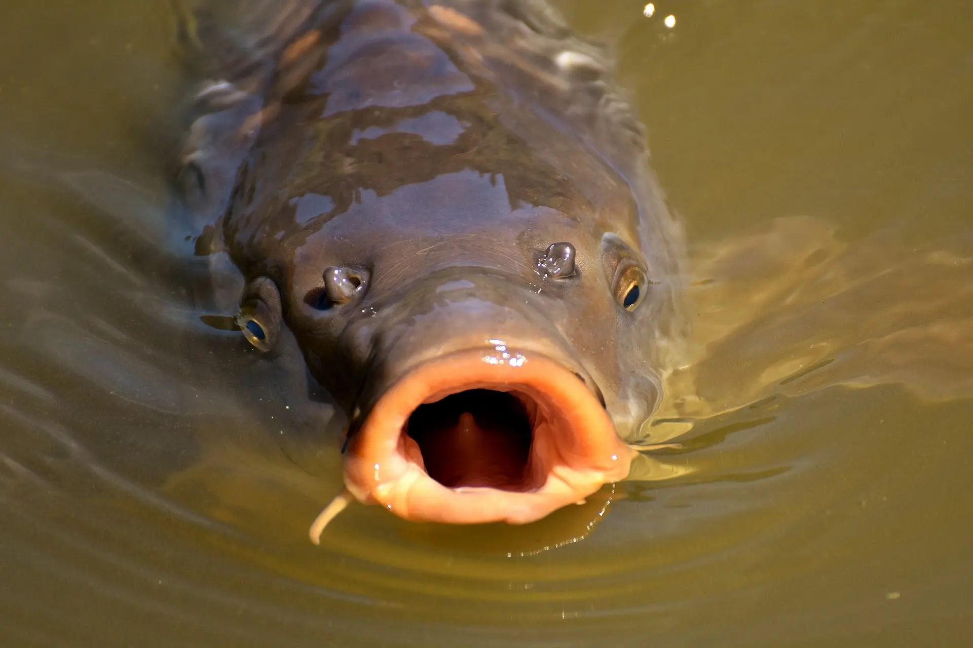 carp breaks surface of water