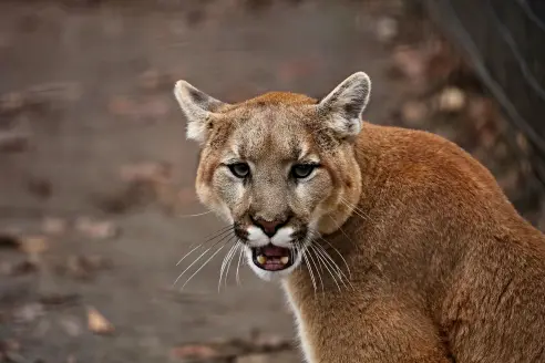 A large male lion with mouth agape. 